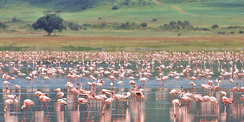 Flamingos in Lake Natron